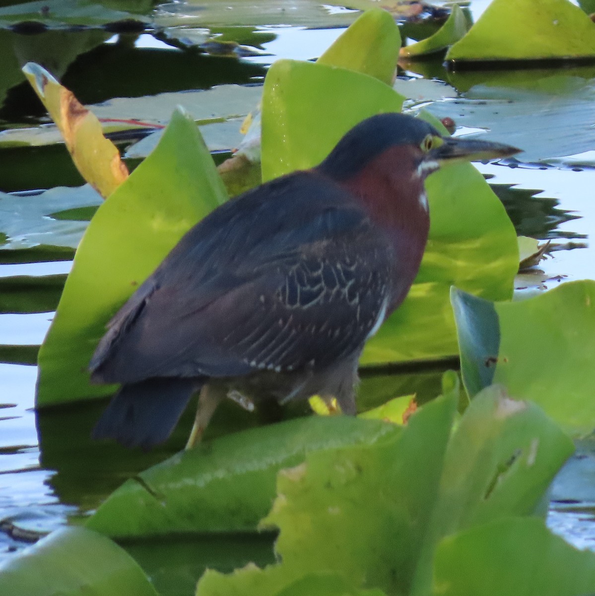 Green Heron - ML529468611