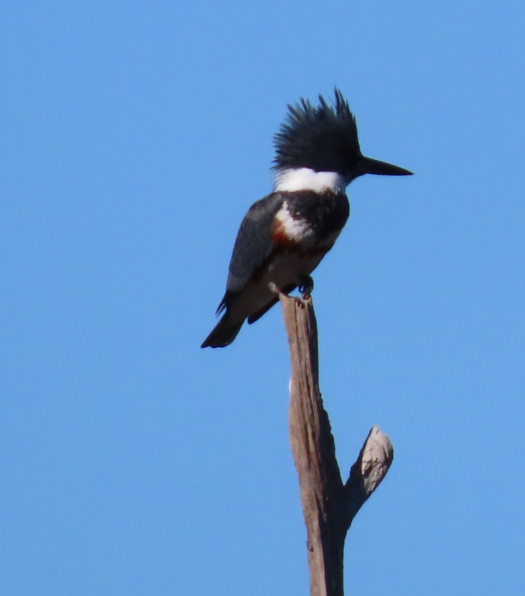 Belted Kingfisher - ML529468681