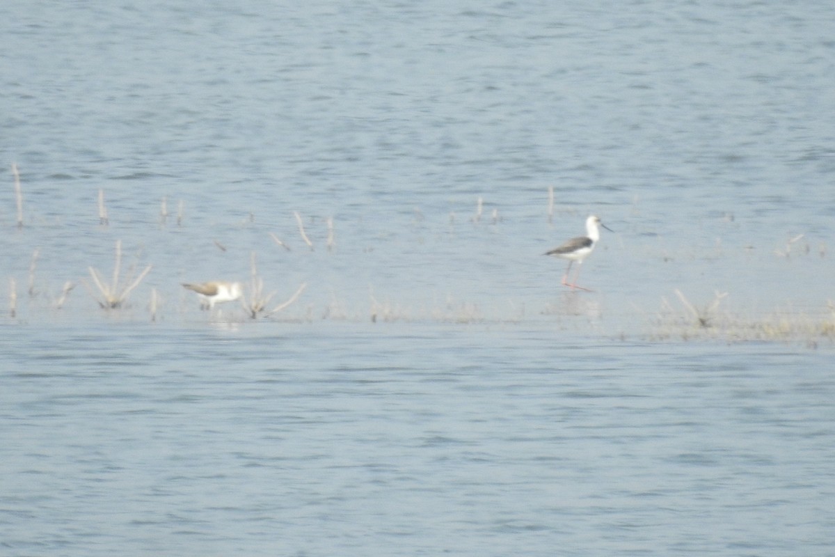 Black-winged Stilt - ML529468921