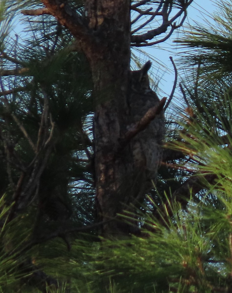 Great Horned Owl - ML529469241
