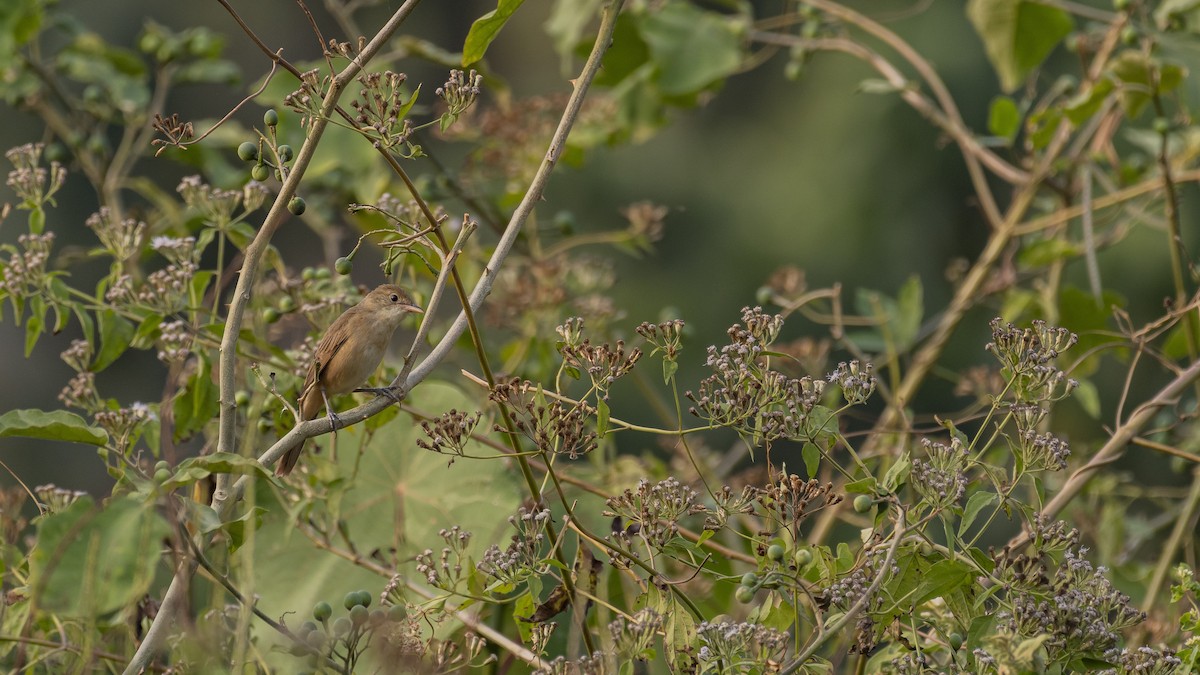 Thick-billed Warbler - ML529469521