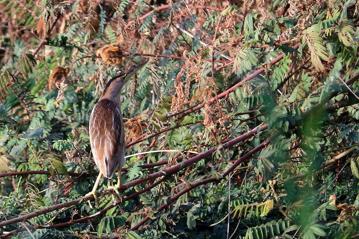 Little Bittern - ML529469541