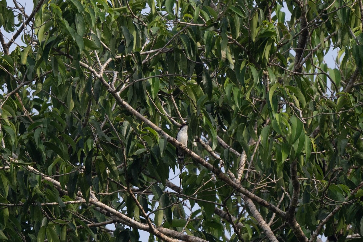 Little Bronze-Cuckoo (Pied) - ML529469721