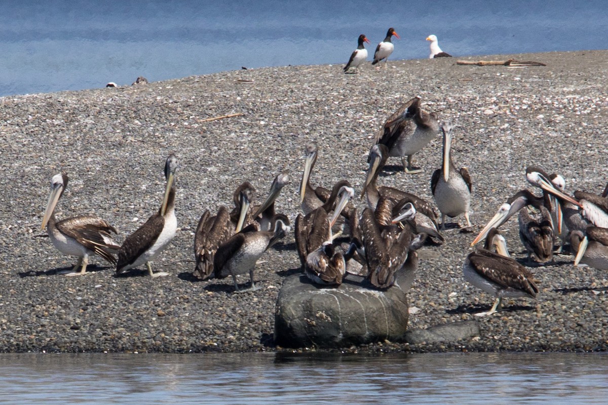 Peruvian Pelican - Roland Pfeiffer