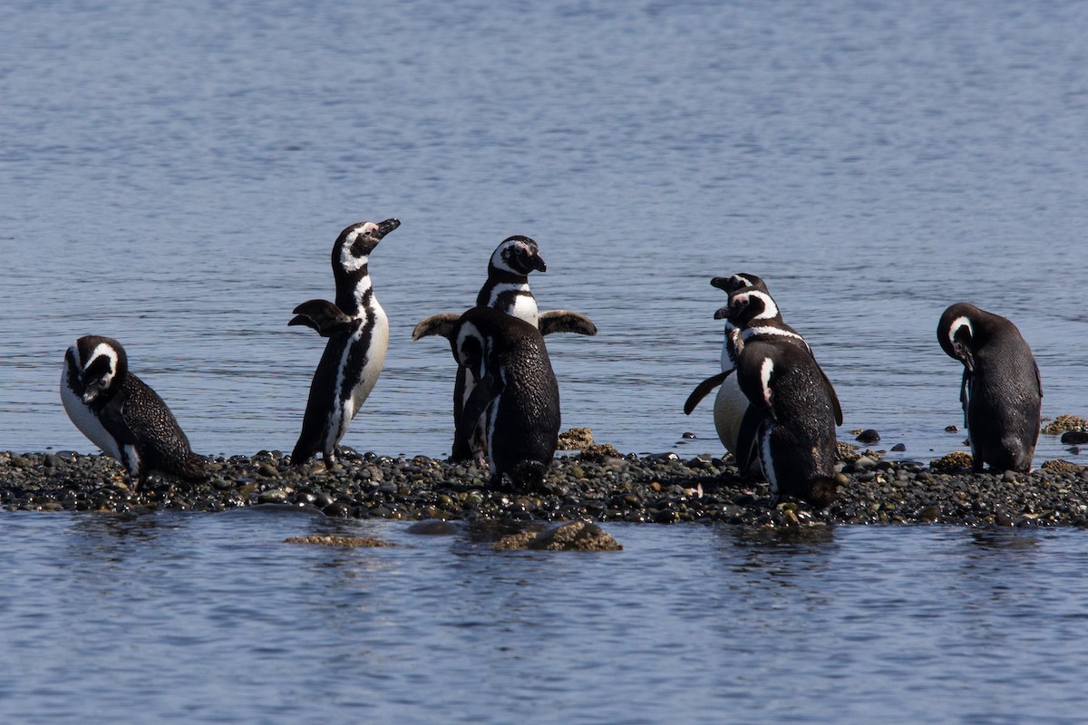 Pingüino Magallánico - ML529470521