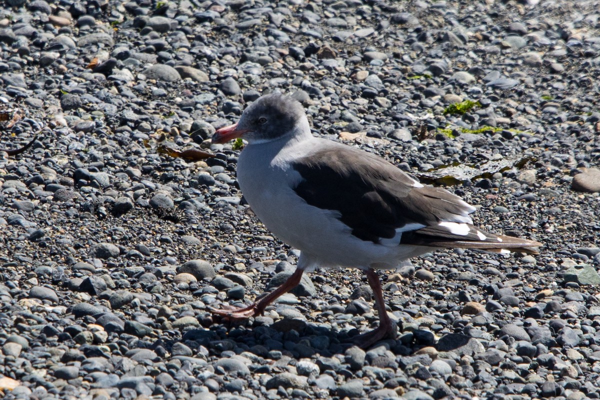 Dolphin Gull - ML529471031