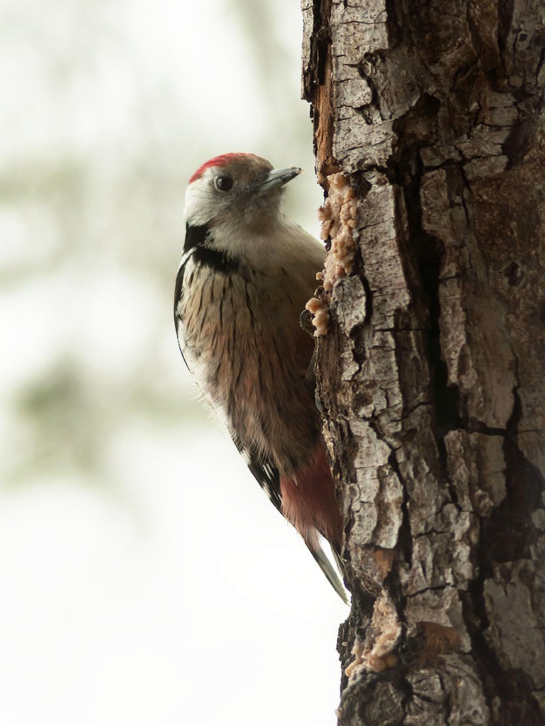 Middle Spotted Woodpecker - ML529471151