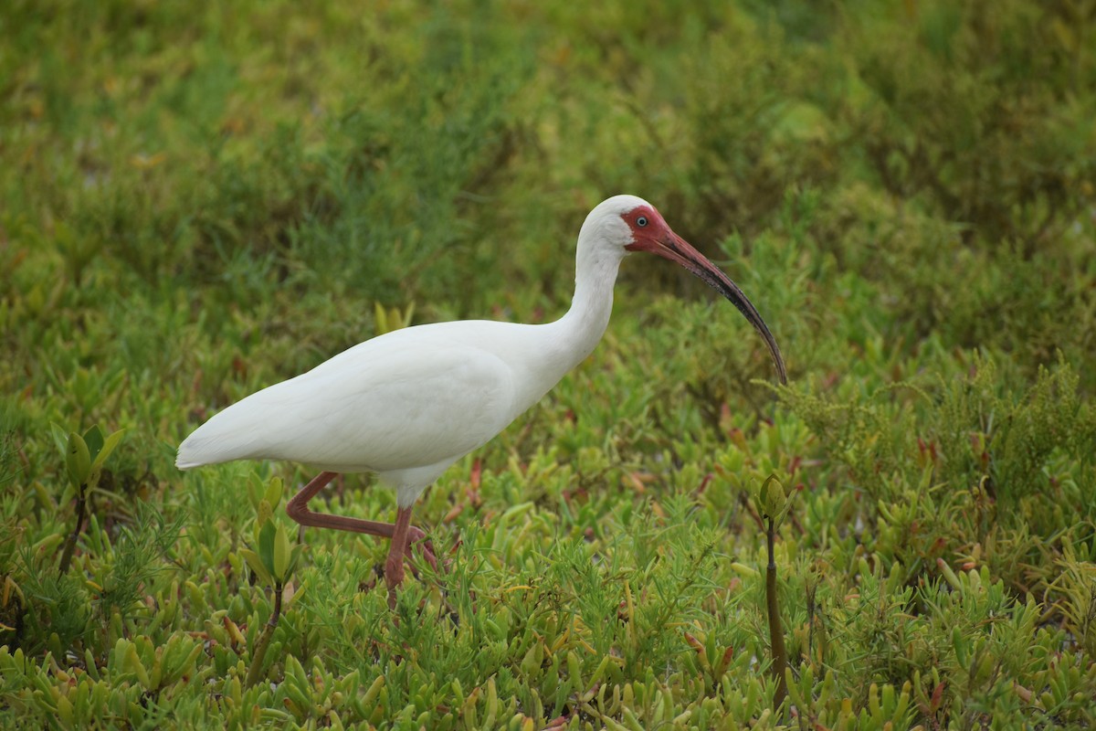 Ibis blanc - ML529472031