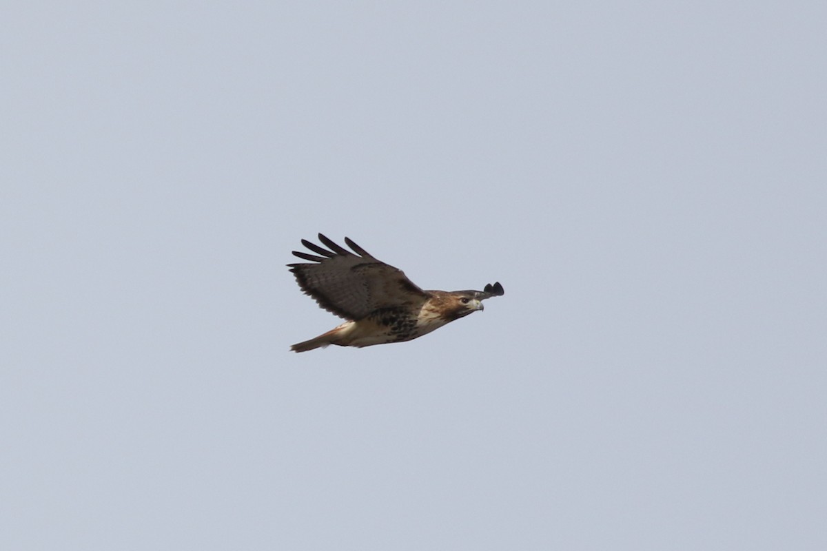 Red-tailed Hawk (borealis) - Lily Morello