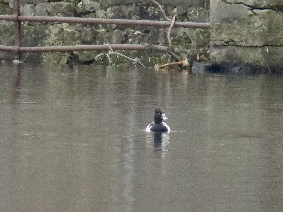 Ring-necked Duck - John Sampieri