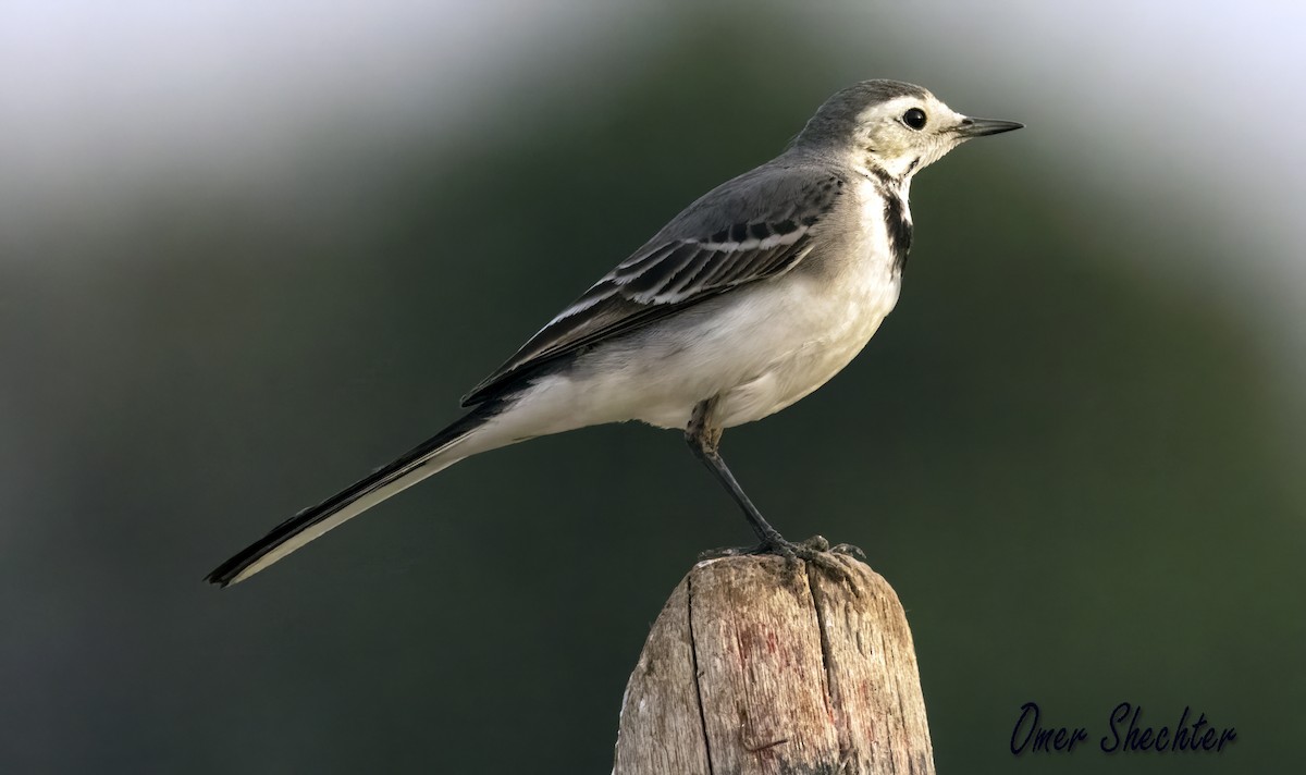 White Wagtail (White-faced) - ML529472391