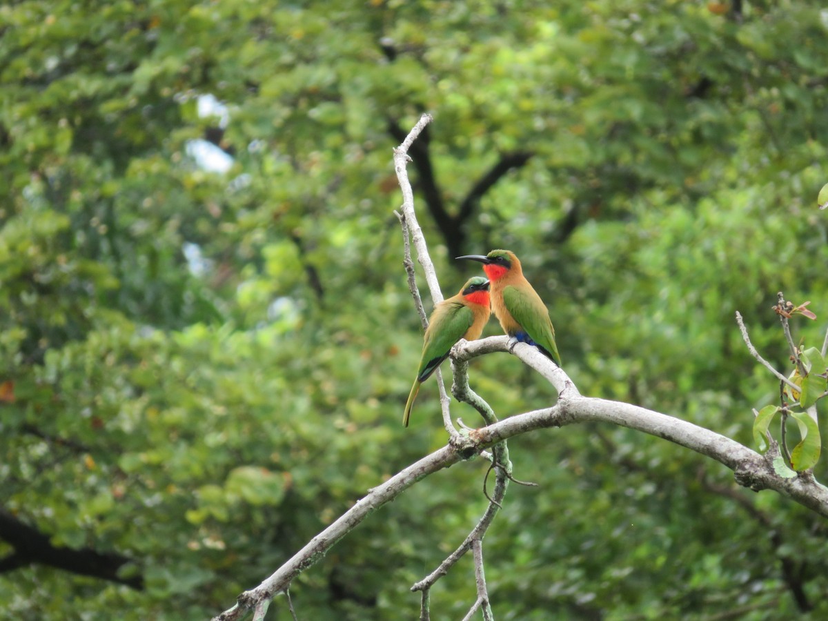 Red-throated Bee-eater - Paula Lopes
