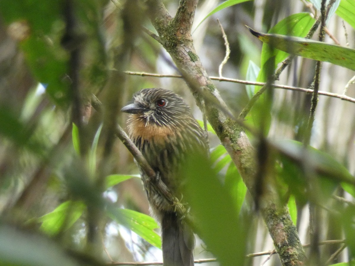 Black-streaked Puffbird - ML529472731