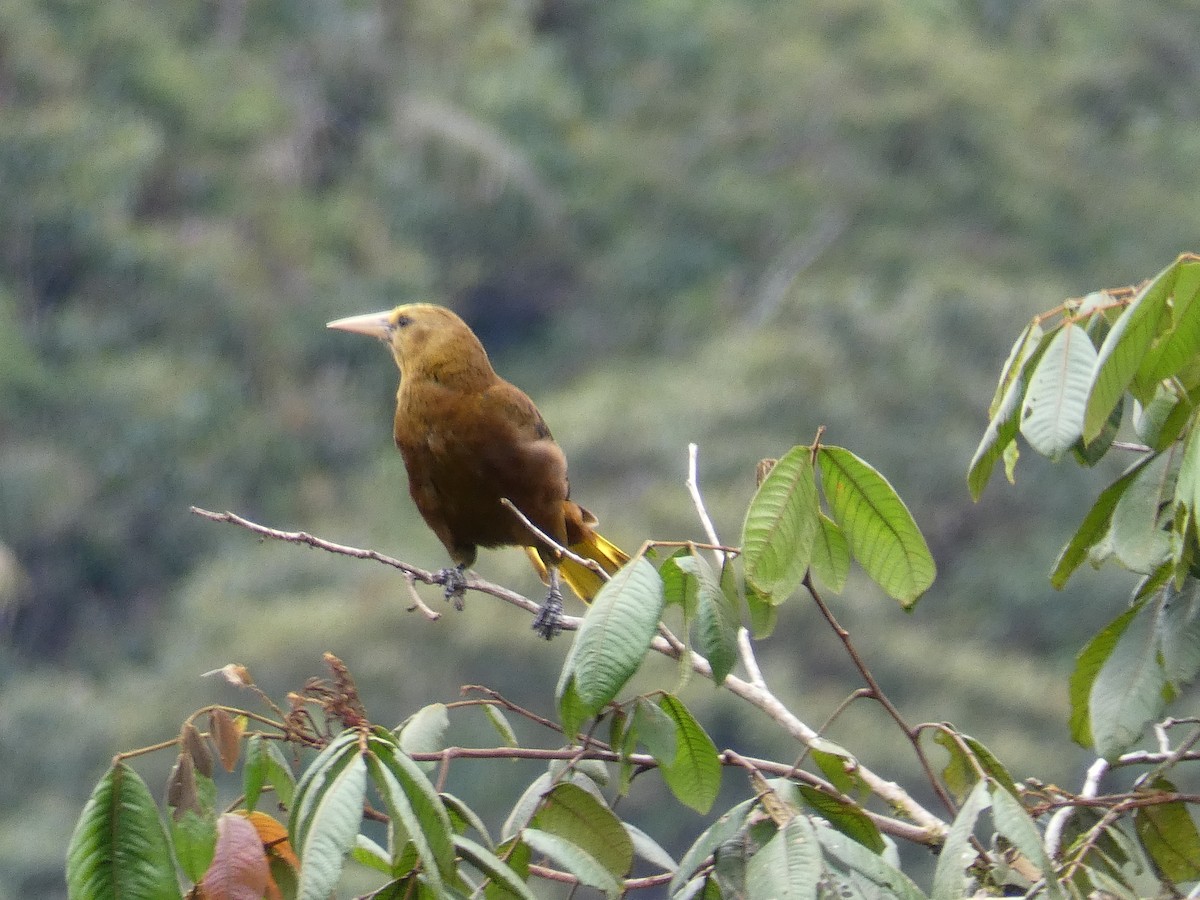 Russet-backed Oropendola - ML529472871