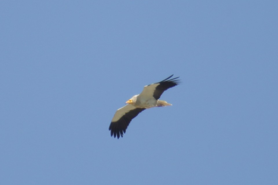 Egyptian Vulture - SONER SABIRLI