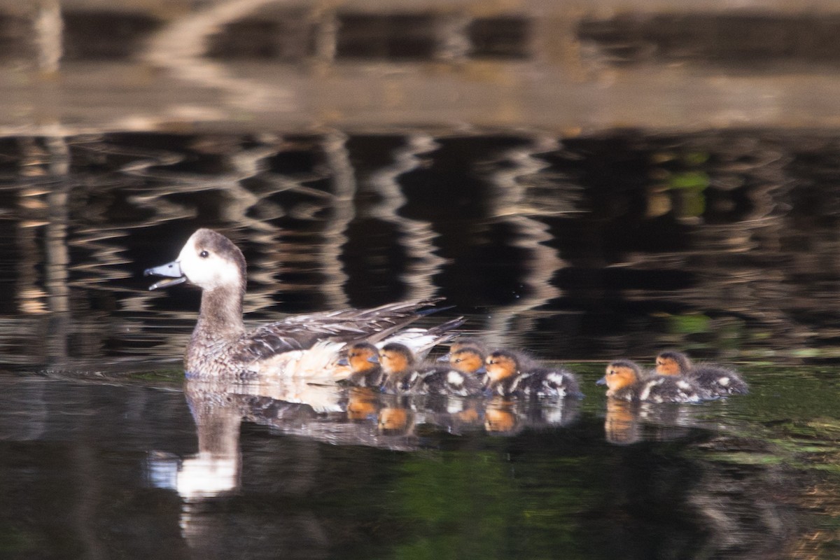 Chiloe Wigeon - Roland Pfeiffer