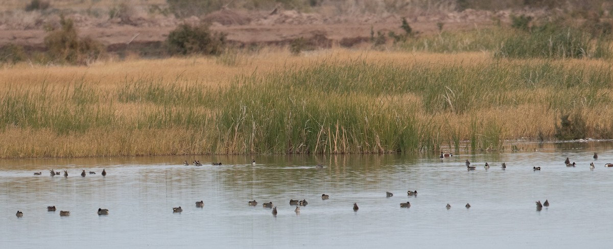 Green-winged Teal - Andre Moncrieff