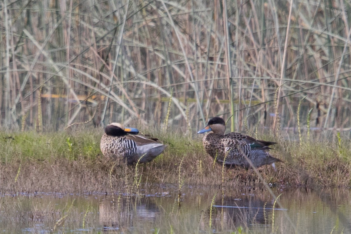 Silver Teal - Roland Pfeiffer