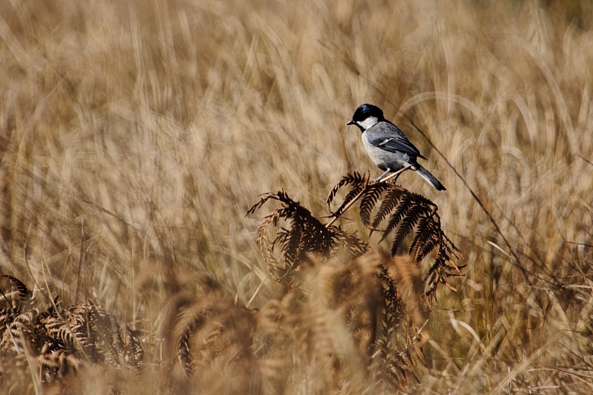 Cinereous Tit - ML529473541