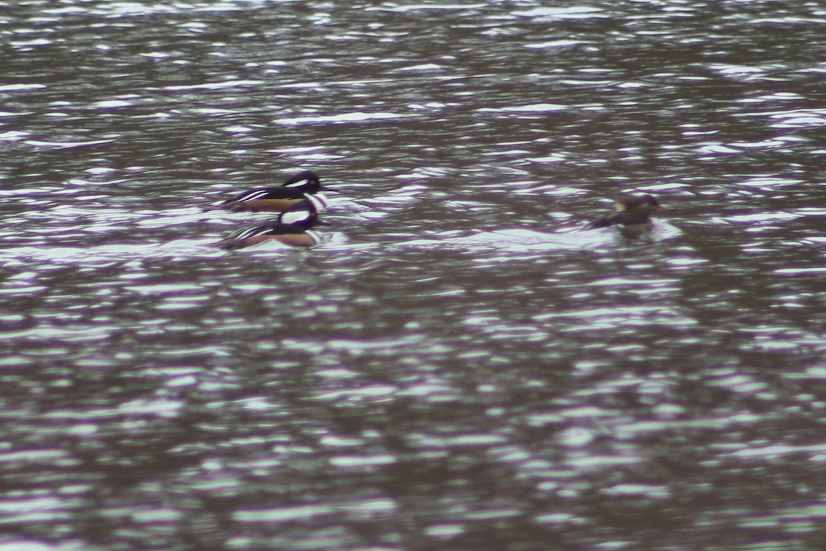 Hooded Merganser - ML529473821