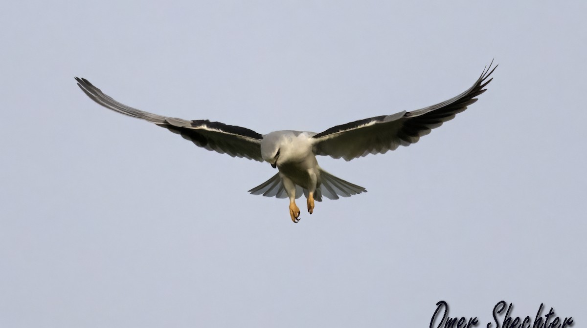 Black-winged Kite - ML529473891