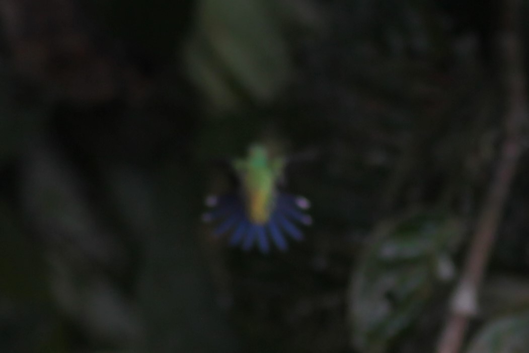 Blue-chested Hummingbird - ML529474401