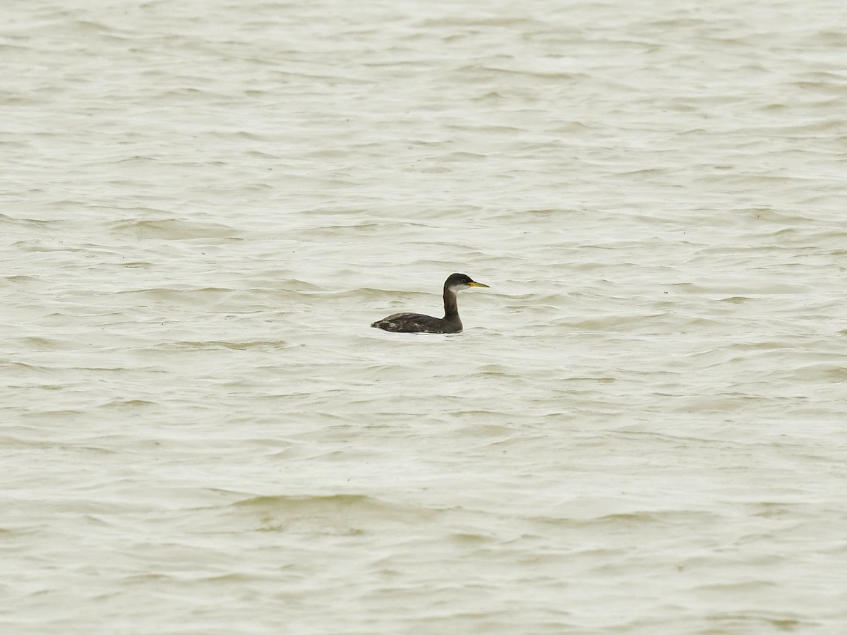 Red-necked Grebe - ML529474871