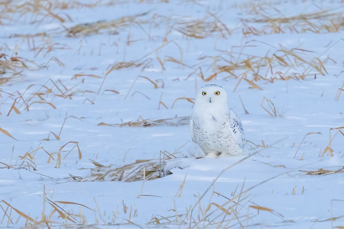 Snowy Owl - Bob Bowhay