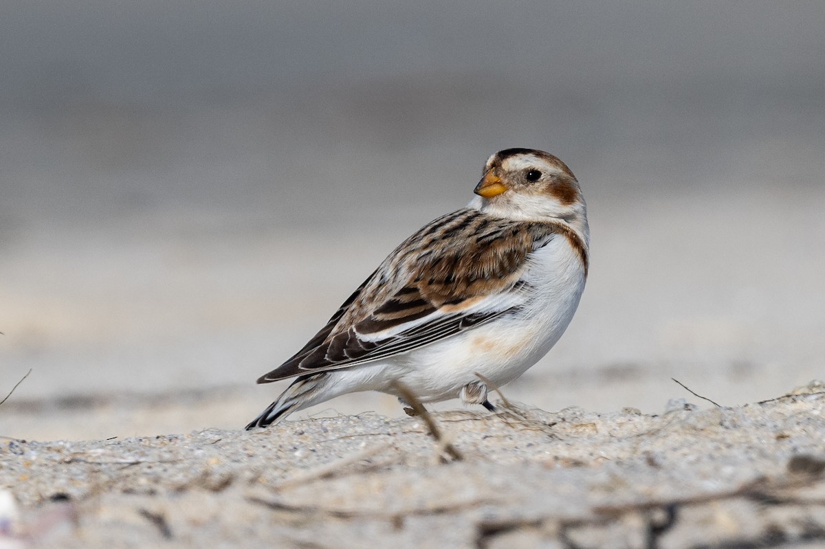 Snow Bunting - ML529477221