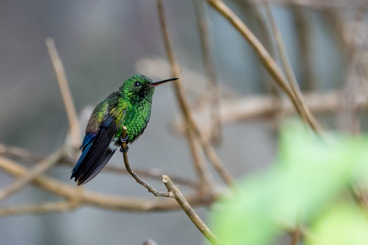 Blue-vented Hummingbird - ML529478251