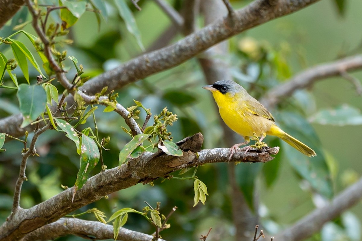 Gray-crowned Yellowthroat - ML529478641