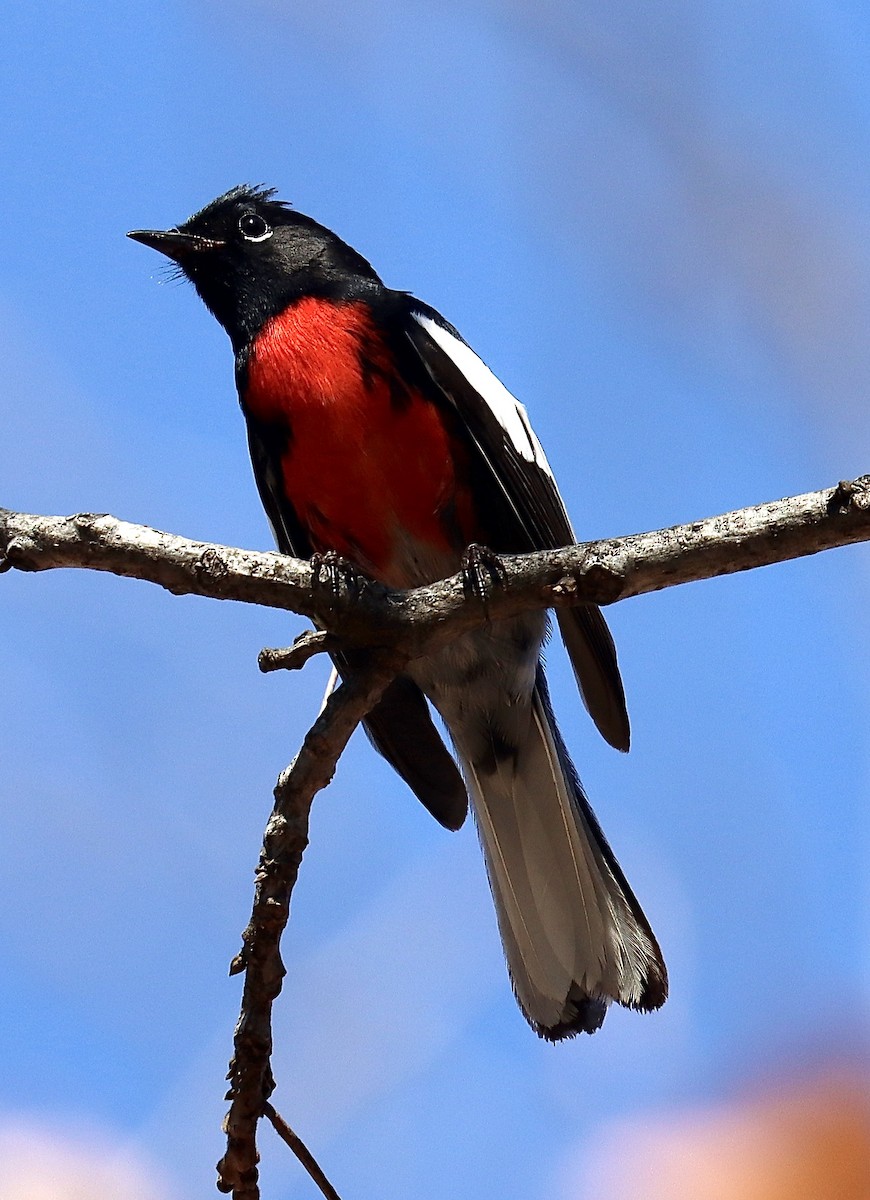 Painted Redstart - ML529479381