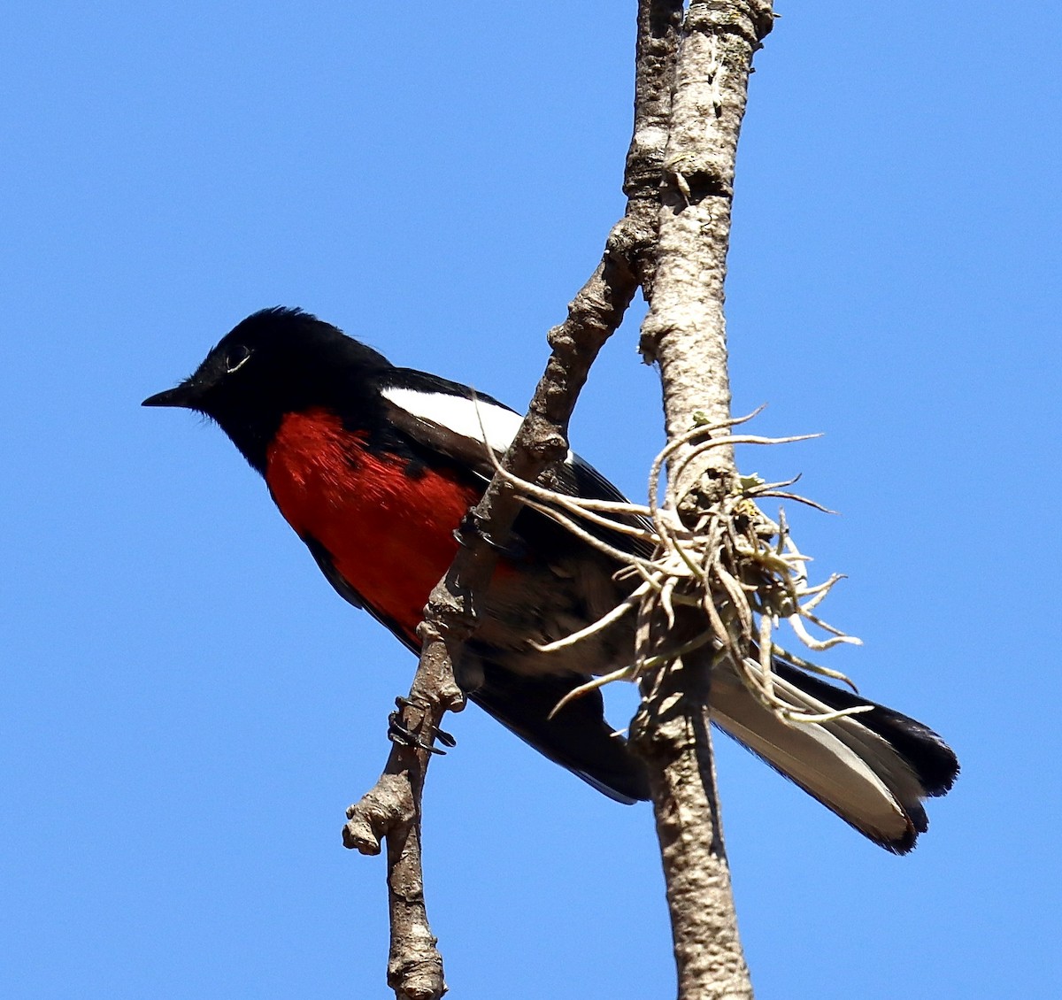 Painted Redstart - ML529479411