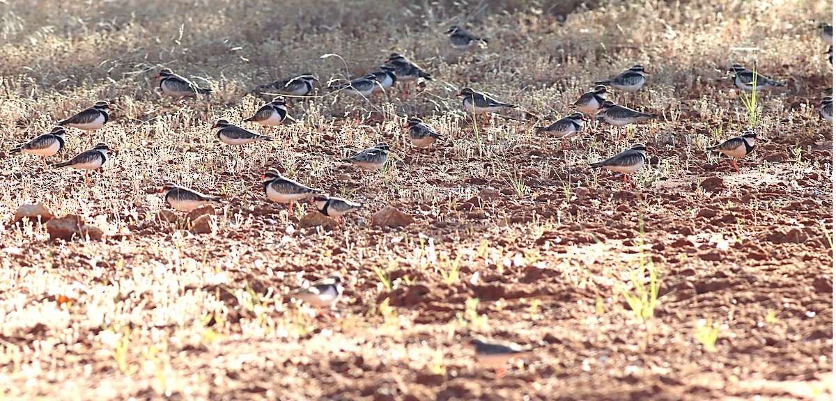 Black-fronted Dotterel - Michael Mosebo Jensen