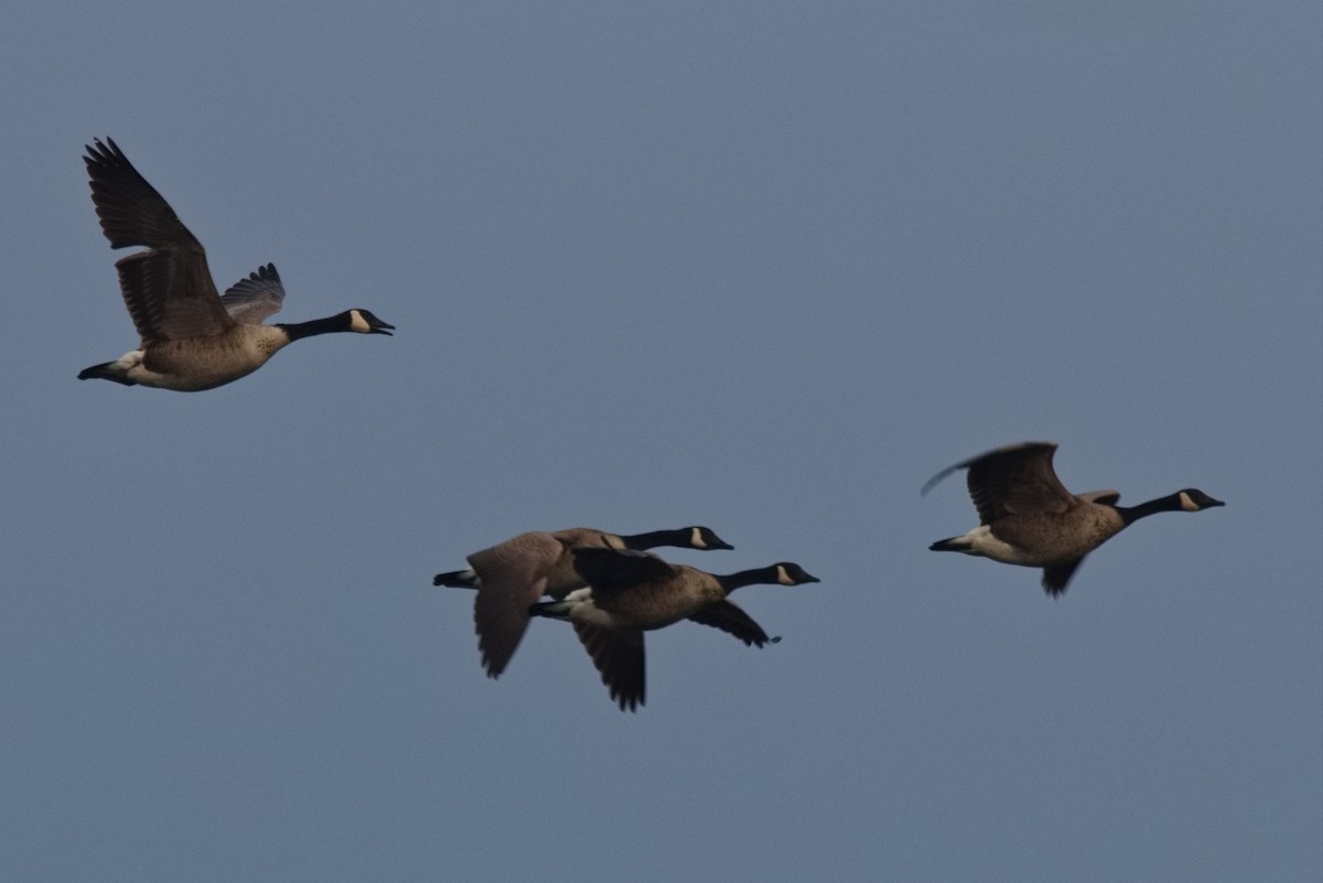 Canada Goose - ML529481291