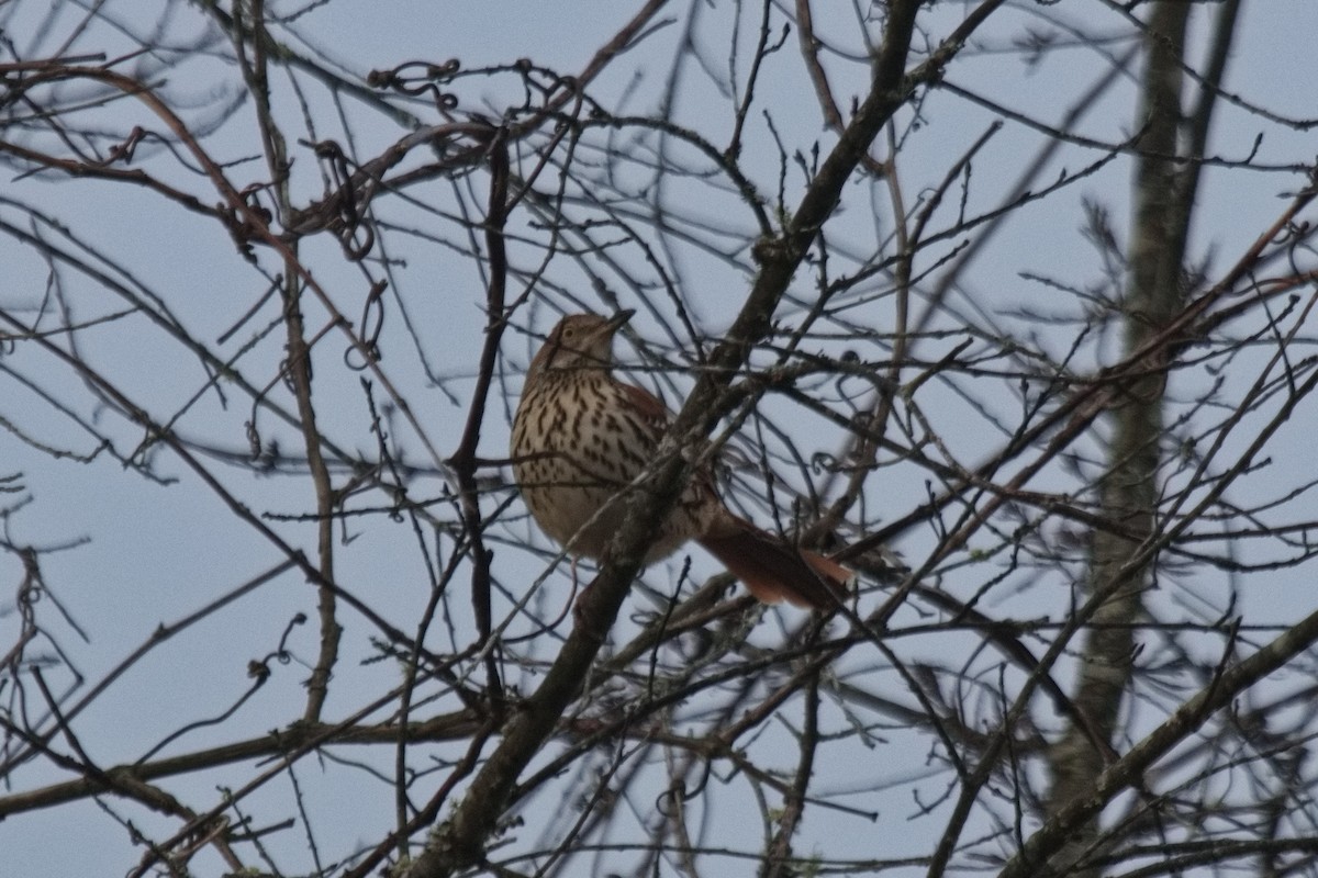 Brown Thrasher - ML529481441