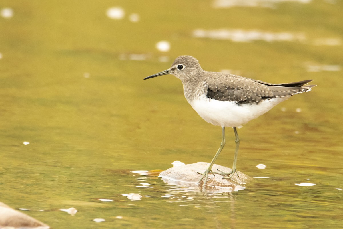 Solitary Sandpiper - Andy Bowen