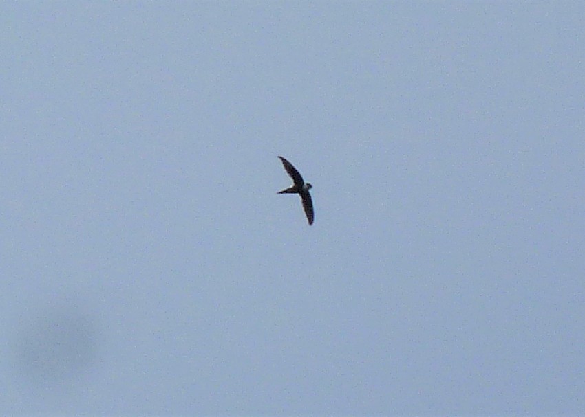 Lesser Swallow-tailed Swift - ML529481921