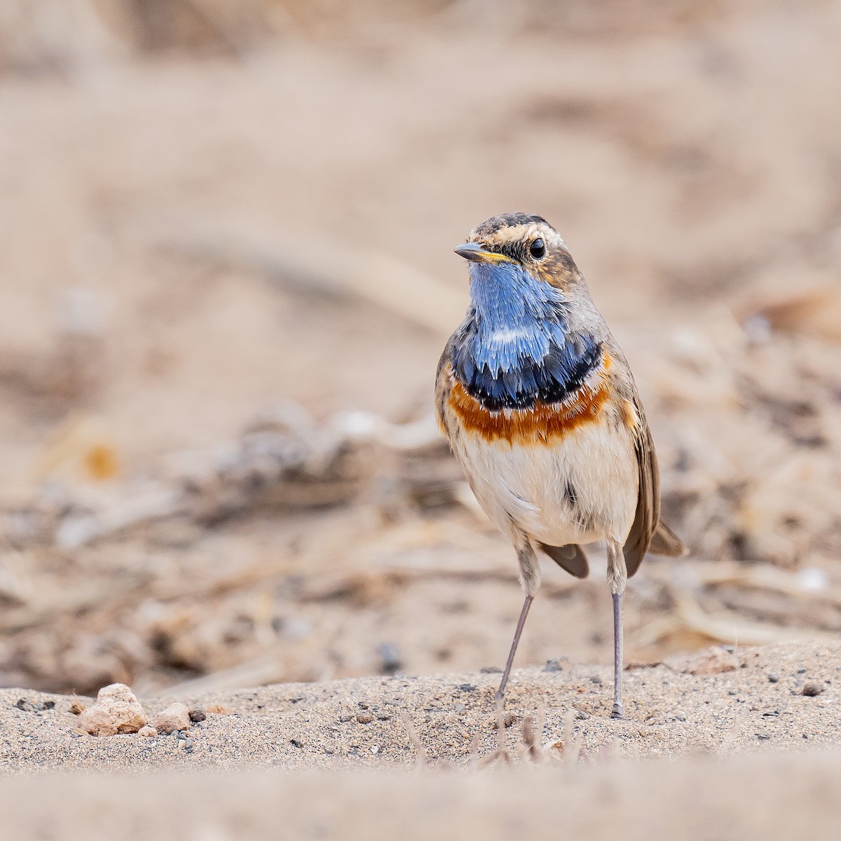 Blaukehlchen - ML529483141