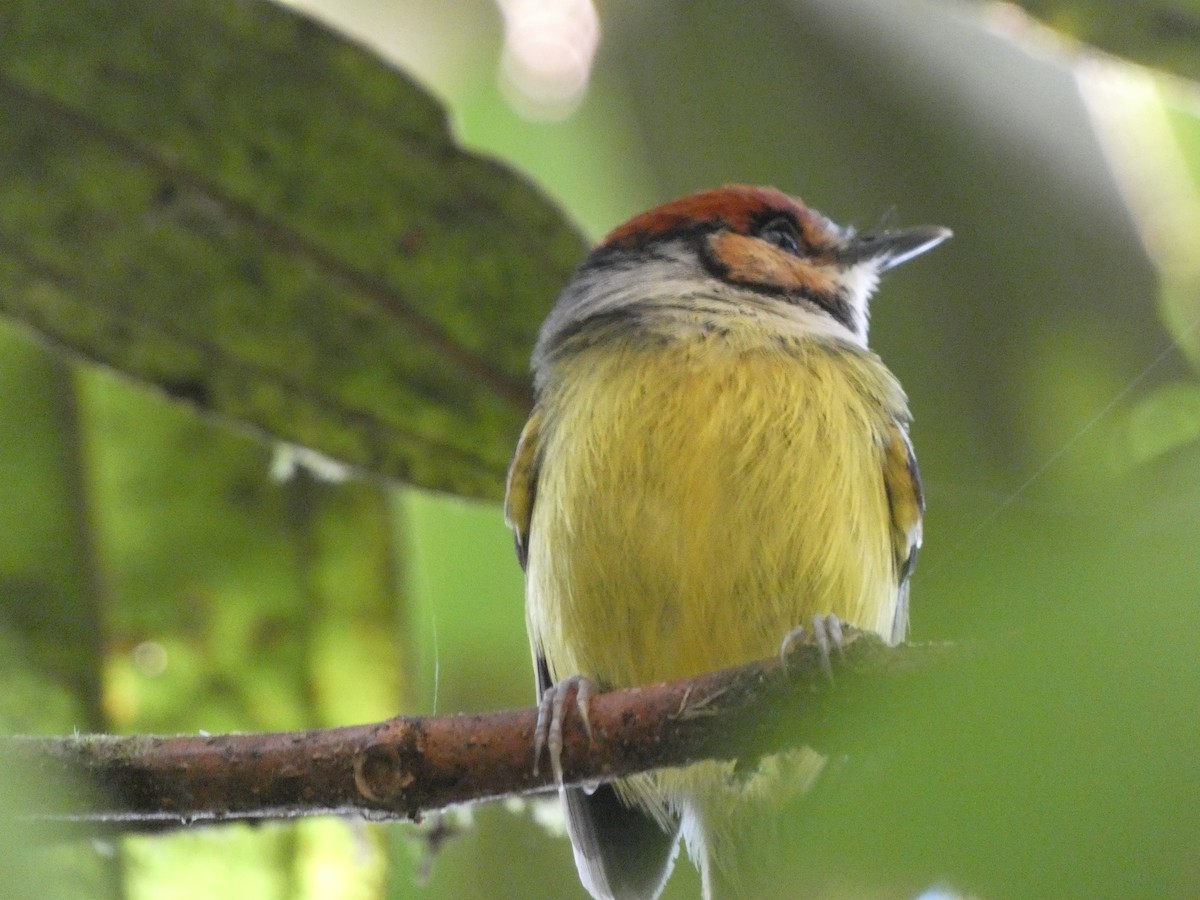 Rufous-crowned Tody-Flycatcher - Cathryn Pritchard