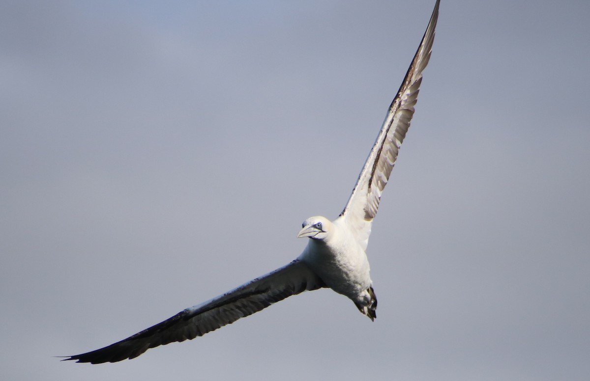 Northern Gannet - Caroline Schratz