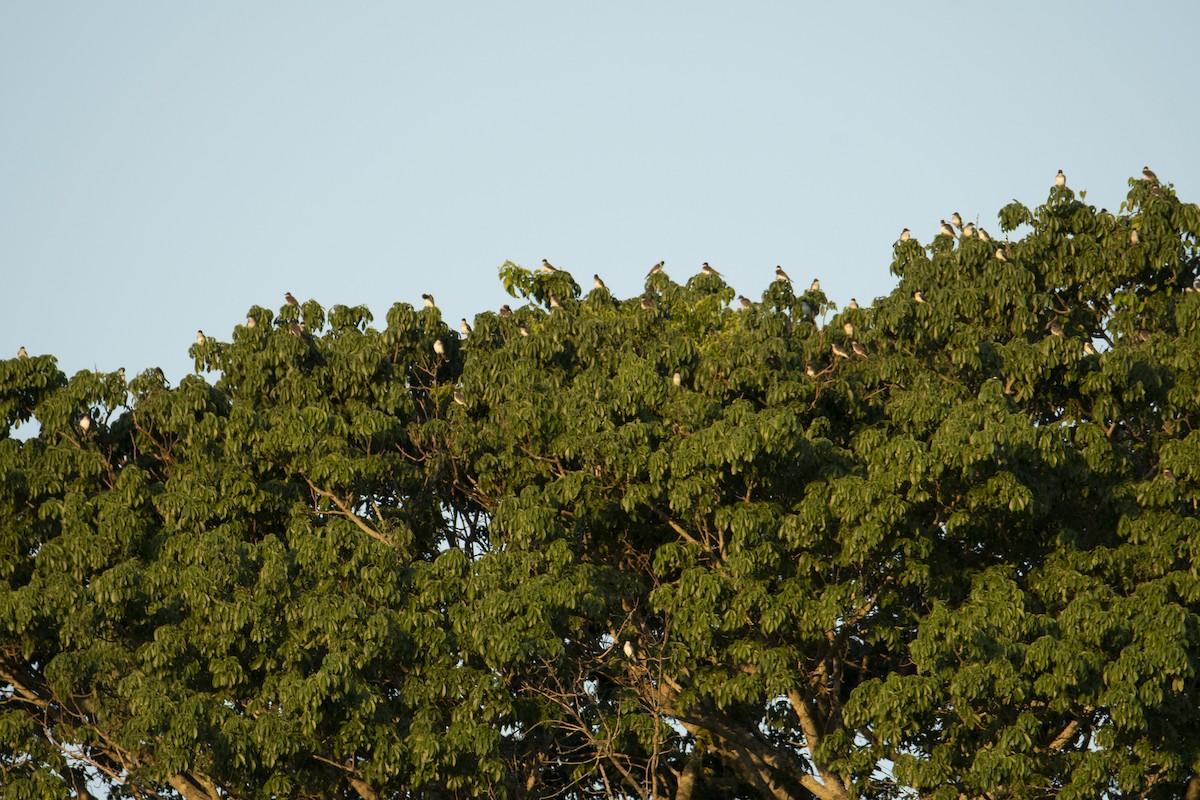 Eastern Kingbird - Andy Bowen