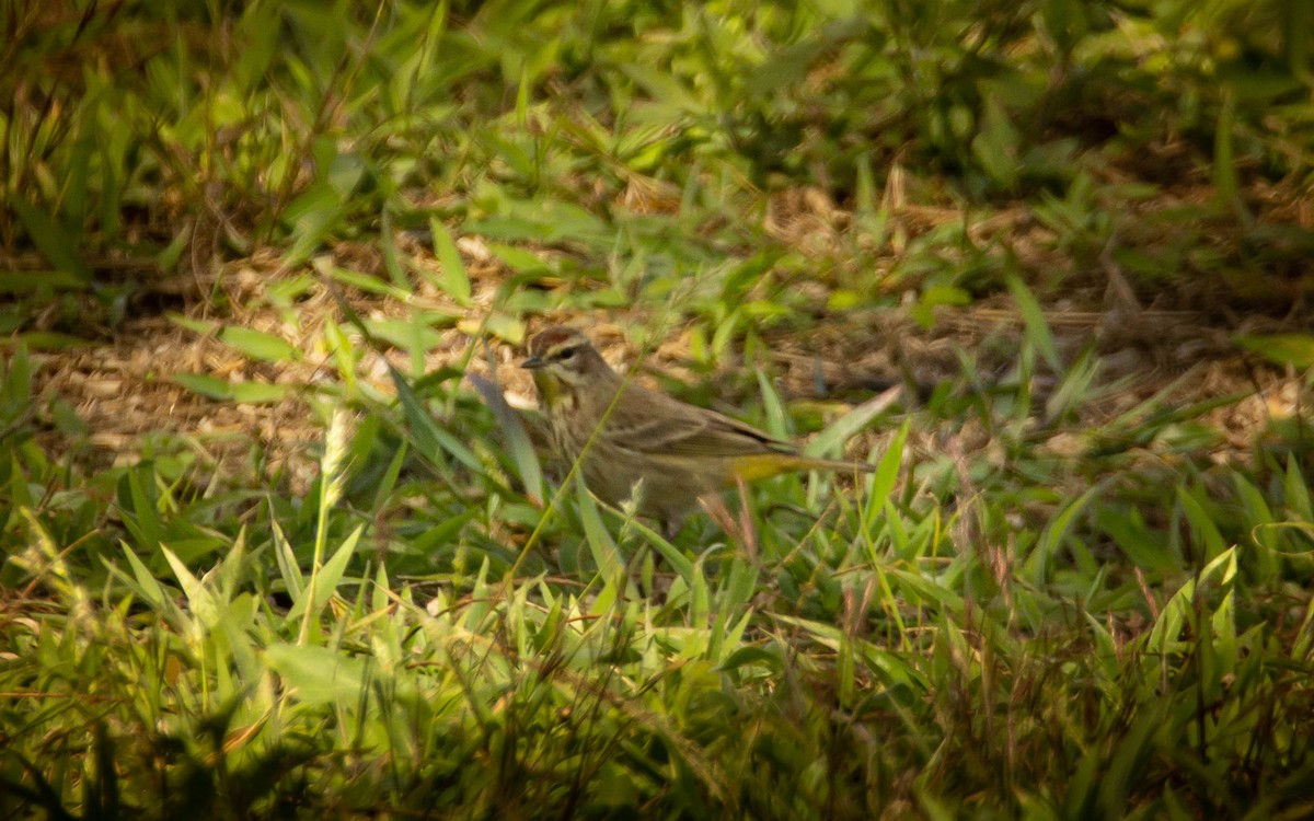 Palm Warbler - ML529487101