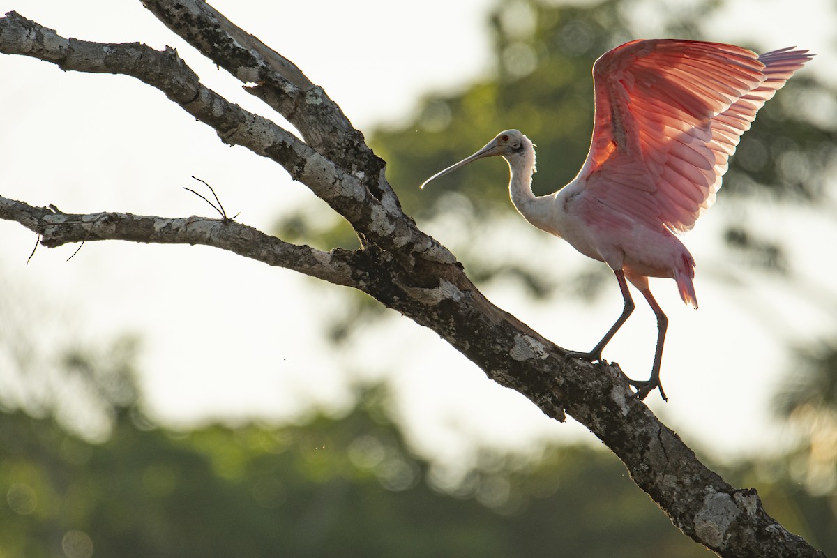 Roseate Spoonbill - Andy Bowen