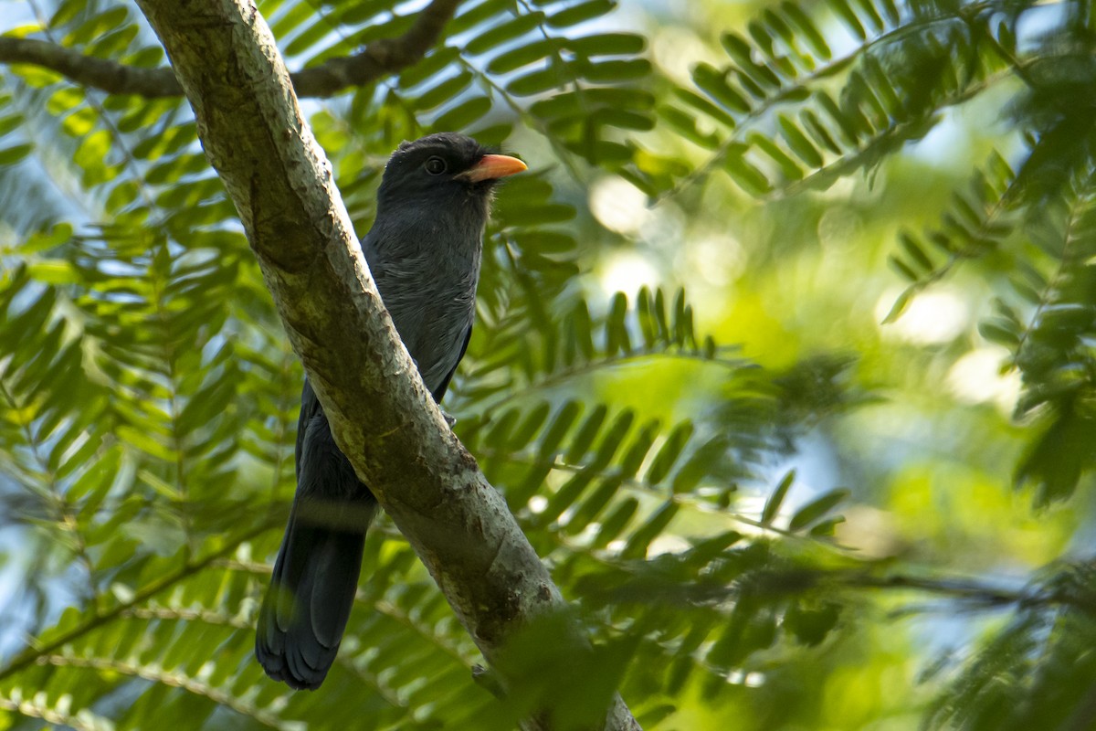 Black-fronted Nunbird - Andy Bowen