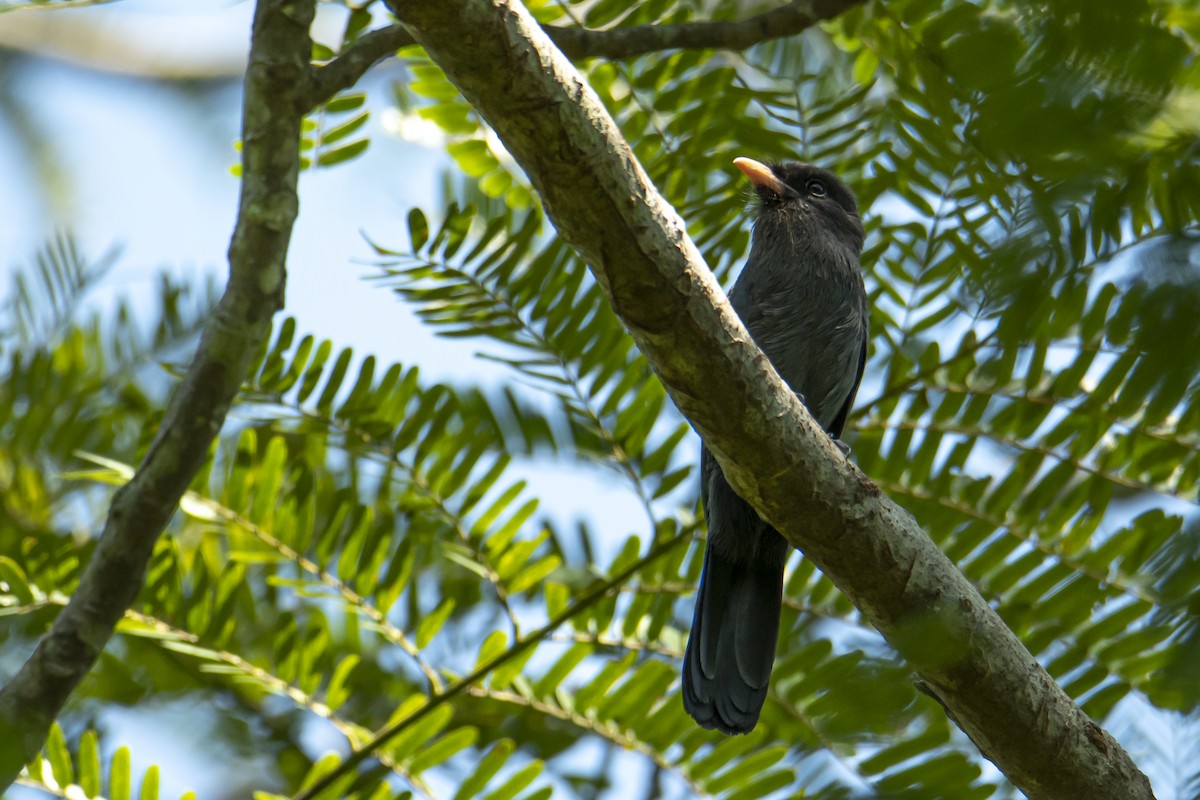 Schwarzstirn-Faulvogel - ML529488401