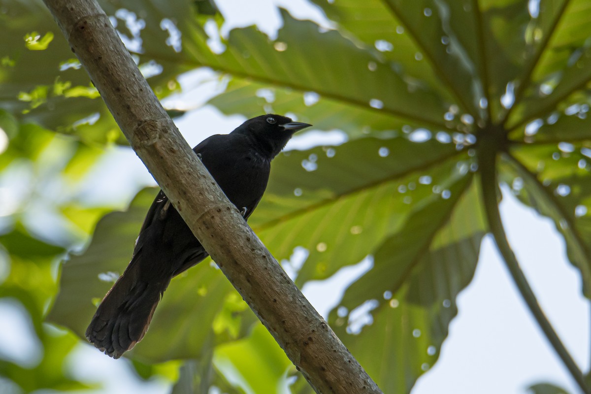 Velvet-fronted Grackle - Andy Bowen