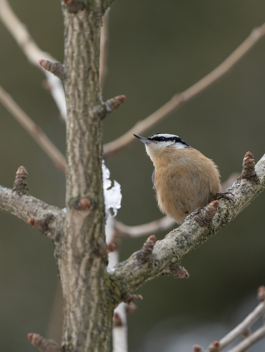 Red-breasted Nuthatch - Justin Labadie