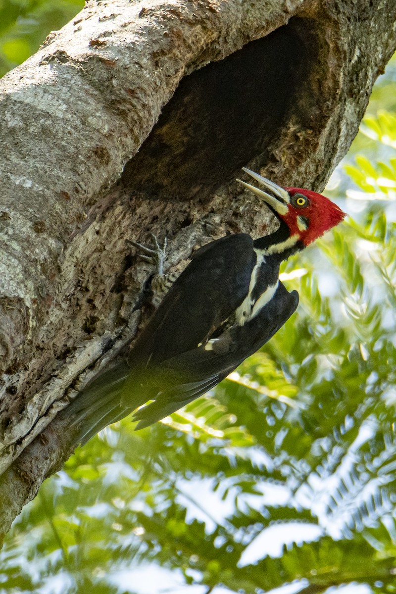 Crimson-crested Woodpecker - Andy Bowen