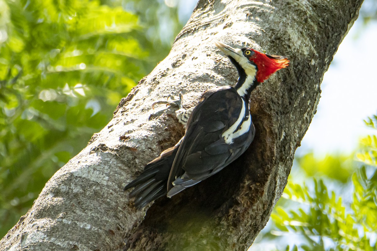Crimson-crested Woodpecker - Andy Bowen